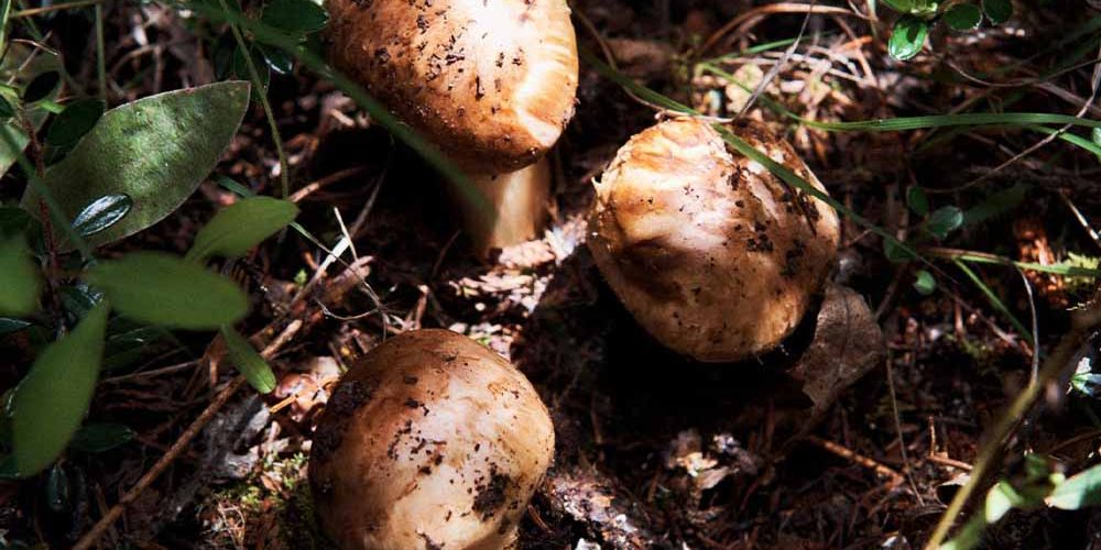 Matsutake2 Matsutake2
