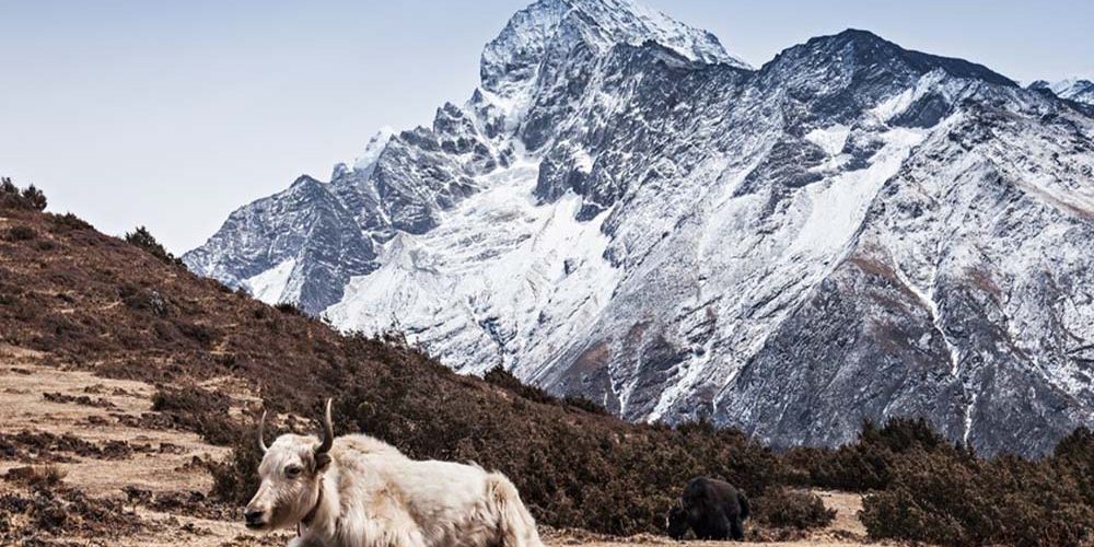 dagala trek dagala trek