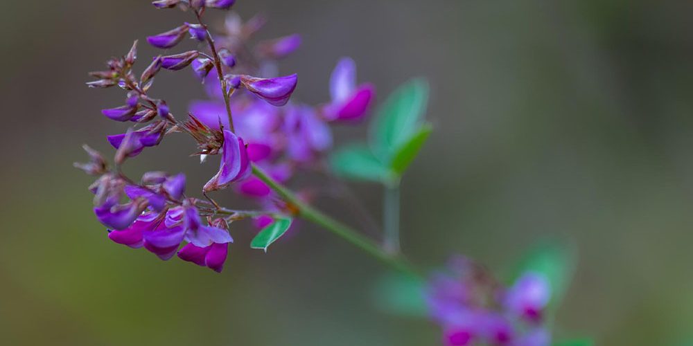 flower flower