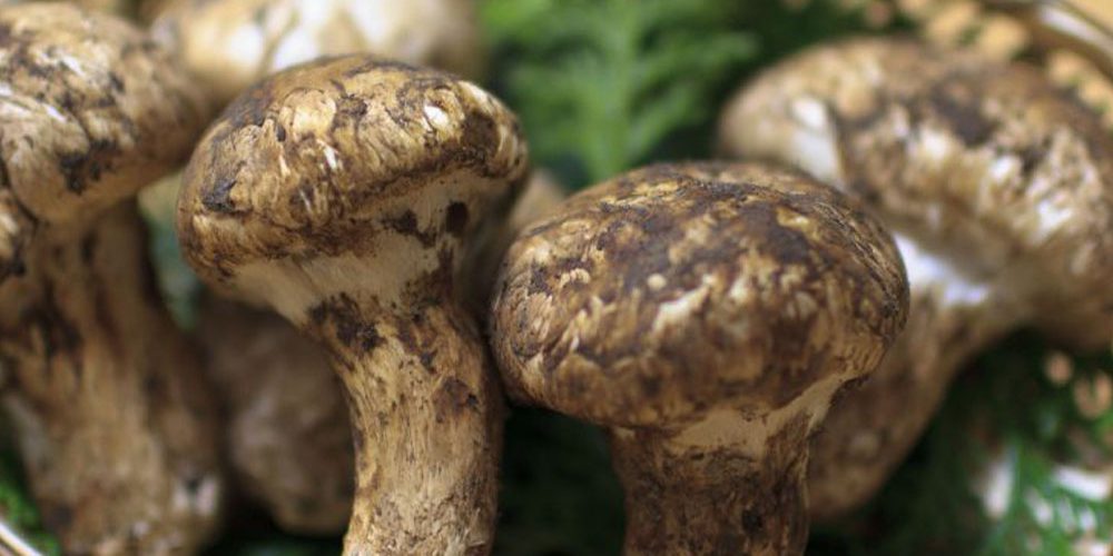mushroom 2 mushroom 2
