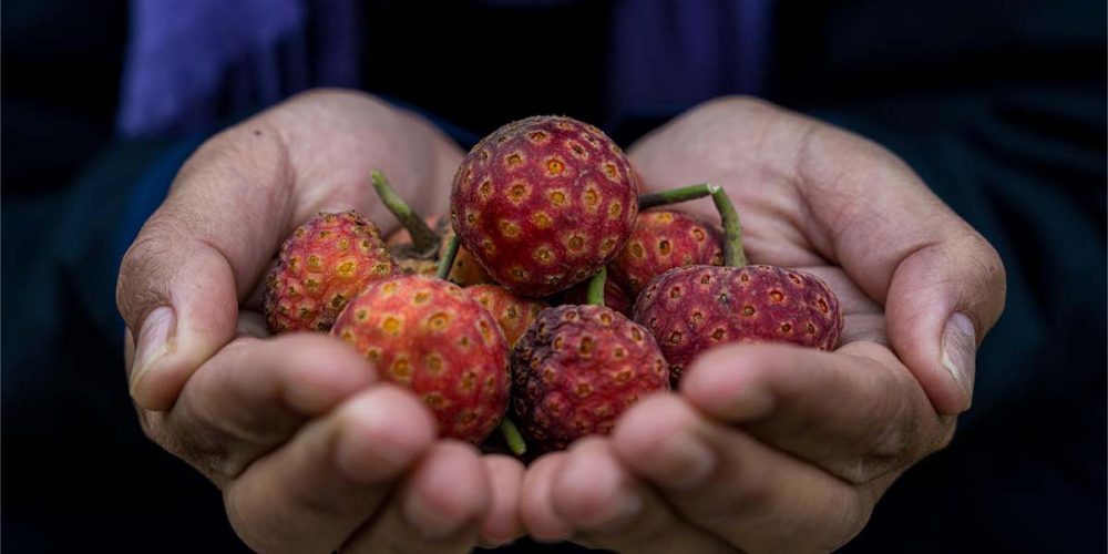 wild fruits wild fruits